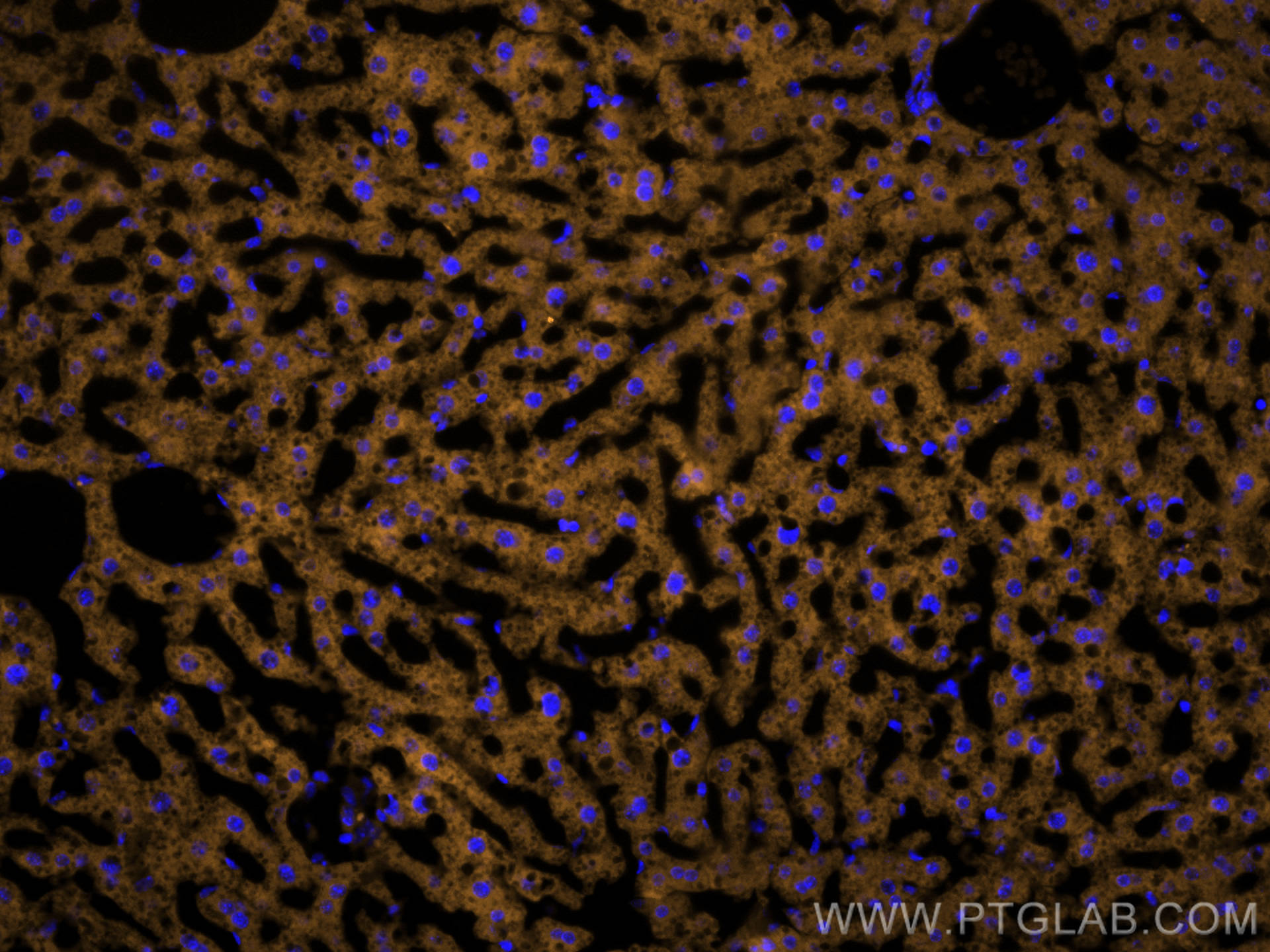 Immunofluorescence (IF) / fluorescent staining of mouse liver tissue using CoraLite®555-conjugated VDAC1/Porin Polyclonal ant (CL555-55259)