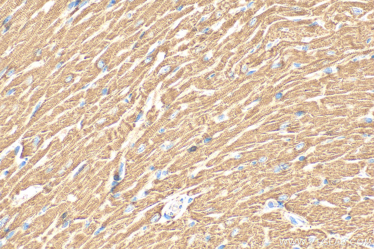 Immunohistochemistry (IHC) staining of mouse heart tissue using VDAC3 Polyclonal antibody (55260-1-AP)