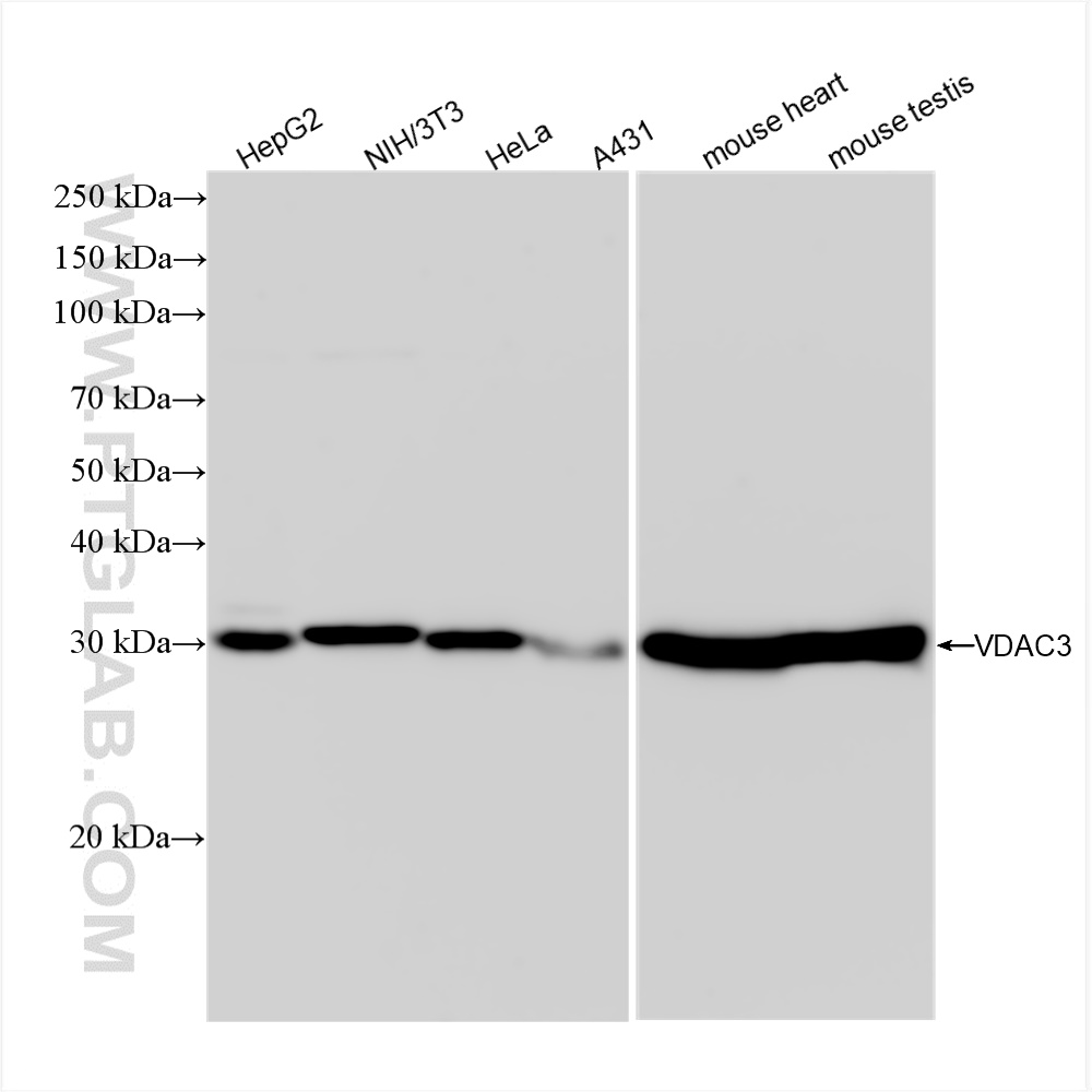 Western Blot (WB) analysis of various lysates using VDAC3 Recombinant antibody (82666-14-RR)