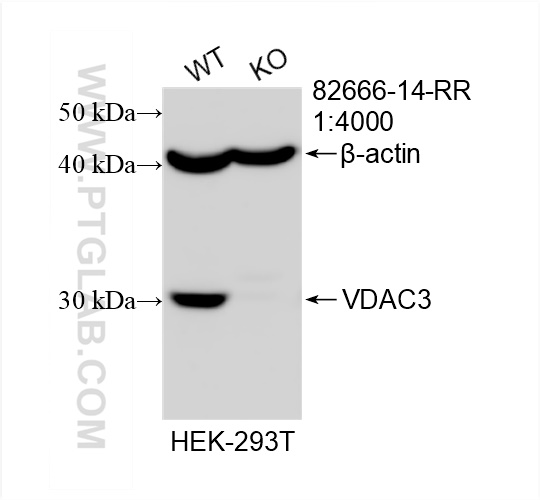 Western Blot (WB) analysis of HEK-293T cells using VDAC3 Recombinant antibody (82666-14-RR)