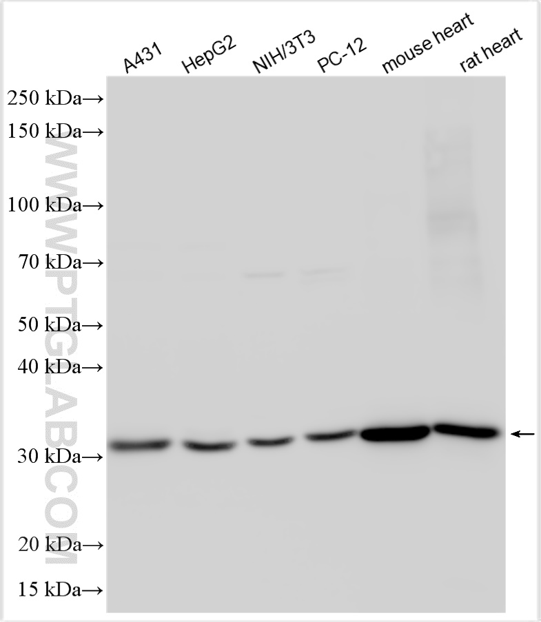 Western Blot (WB) analysis of various lysates using VDAC3 Rabbit PolyAb (RMX00001)