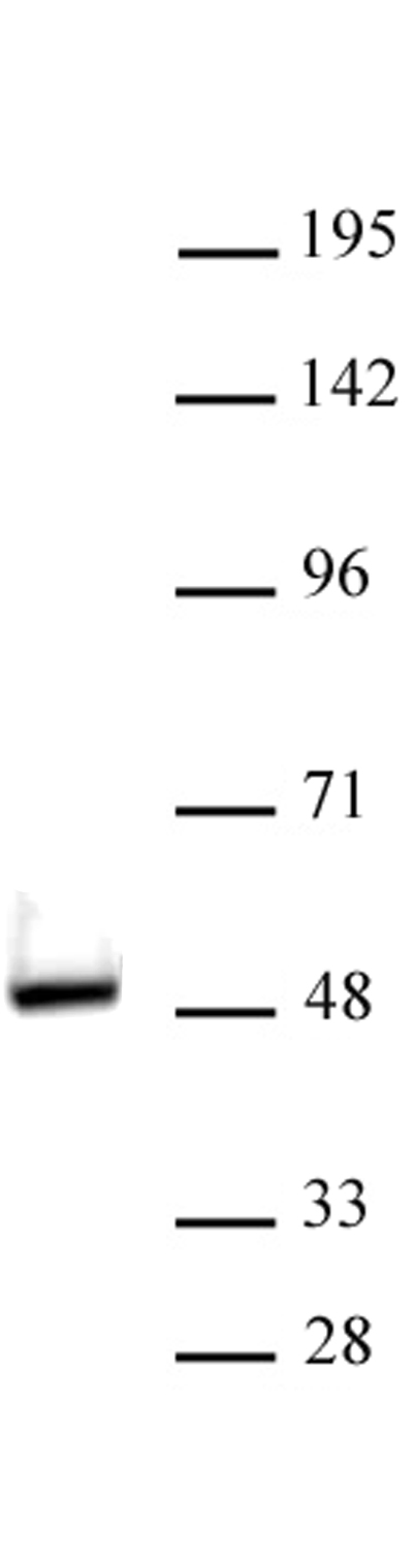 VDR antibody (pAb) tested by Western blot. Nuclear extract of LoVo cells (30 ug) probed with VDR antibody (pAb) at a dilution of 1:500.