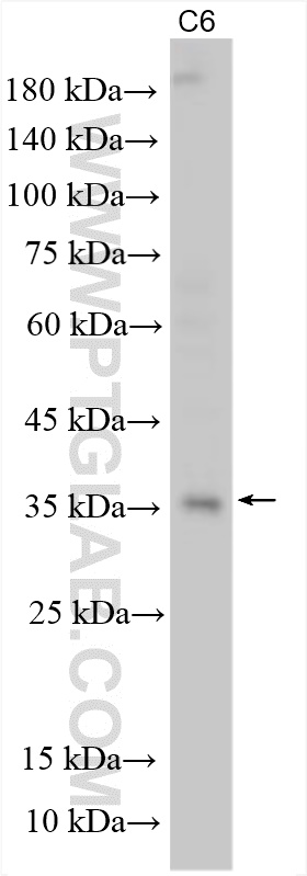 Western Blot (WB) analysis of various lysates using VEGFA Polyclonal antibody (19003-1-AP)