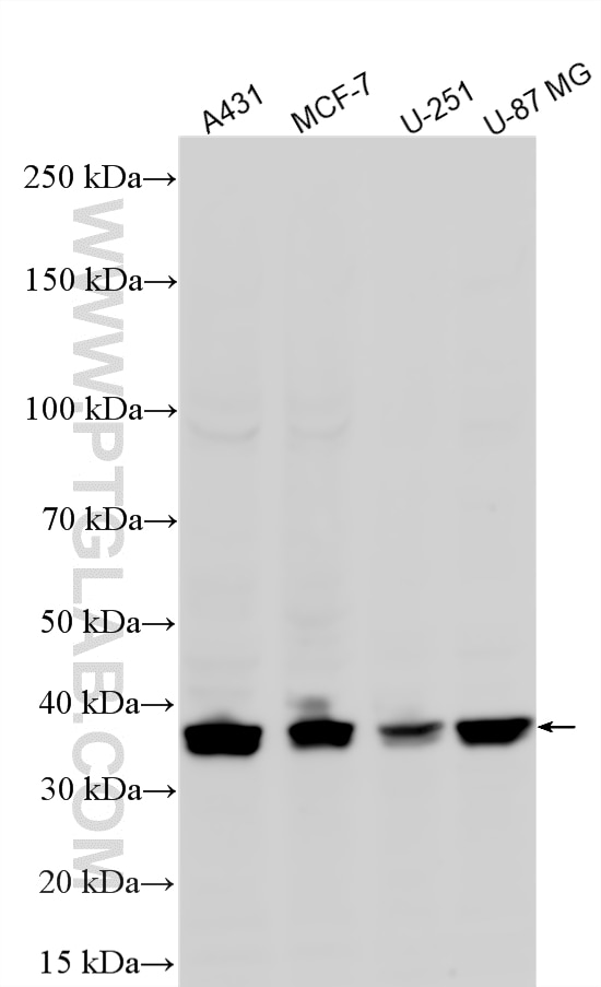 Western Blot (WB) analysis of various lysates using VEGFA Recombinant monoclonal antibody (81323-2-RR)
