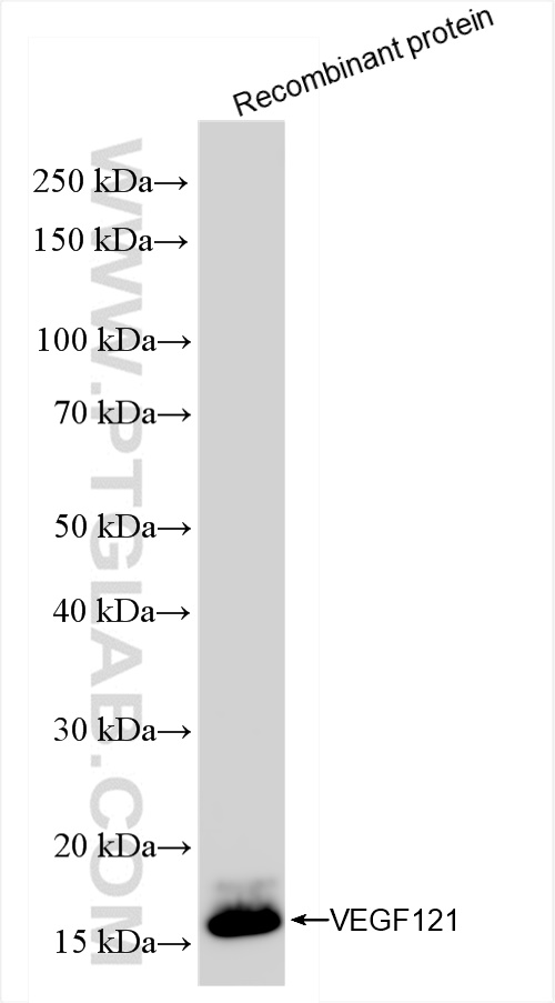 Western Blot (WB) analysis of Recombinant protein using VEGFA Recombinant antibody (84687-2-RR)