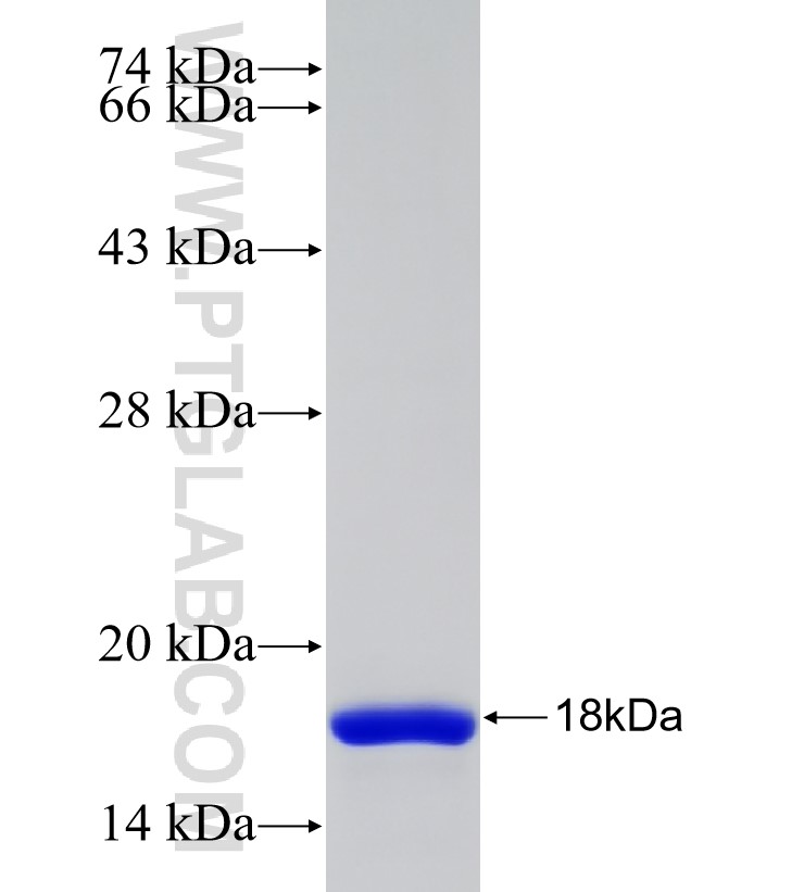 VHH Mouse IgG2a Fc fusion protein Ag31696 SDS-PAGE