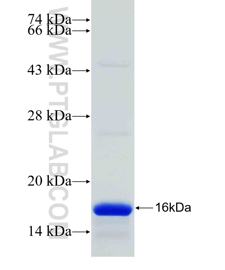 VHH Mouse Kappa Chain fusion protein Ag31694 SDS-PAGE