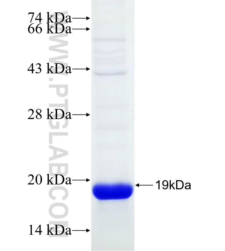 VHH Rabbit IgG Fab fusion protein Ag31693 SDS-PAGE