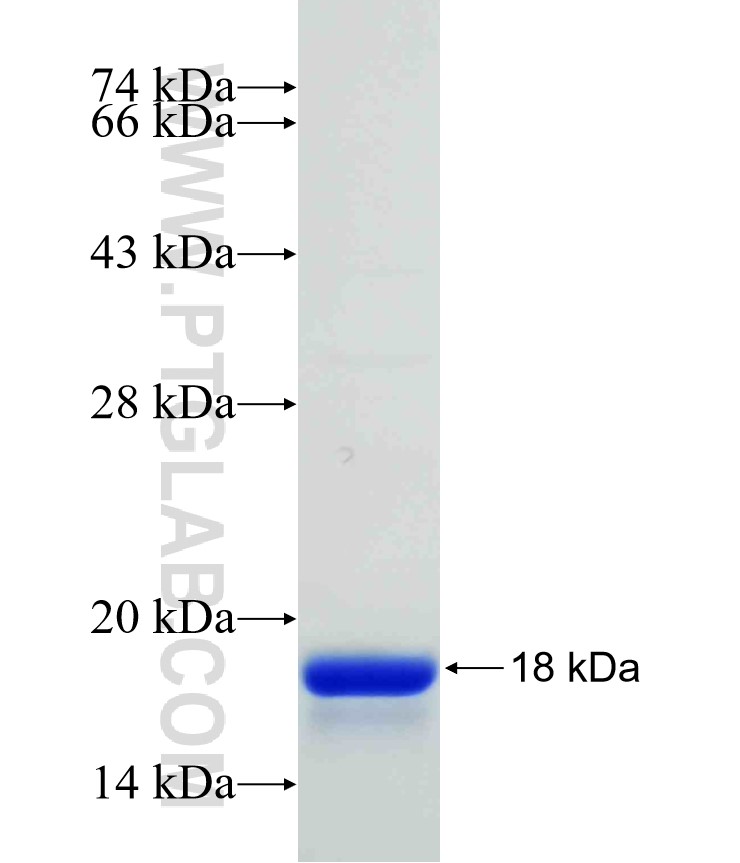 VHH Rabbit IgG Fc fusion protein Ag31692 SDS-PAGE