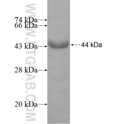 VILL fusion protein Ag7567 SDS-PAGE