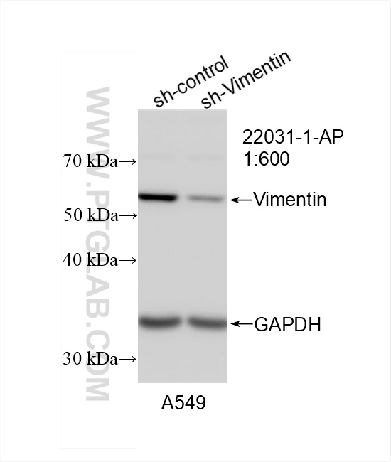 Western Blot (WB) analysis of A549 cells using Vimentin Polyclonal antibody (22031-1-AP)