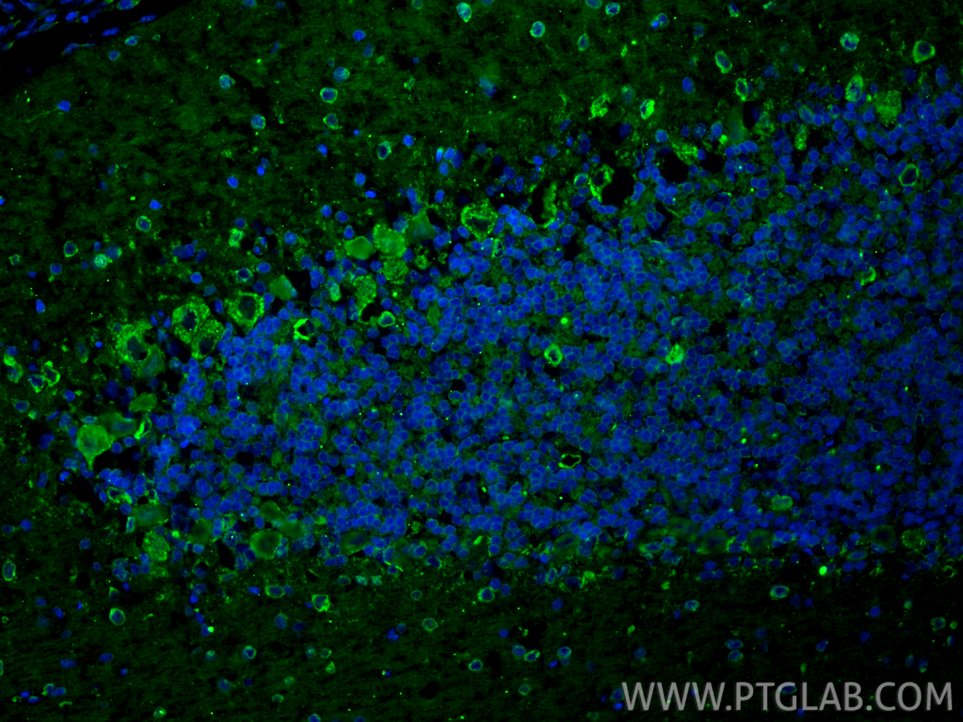 Immunofluorescence (IF) / fluorescent staining of rat cerebellum tissue using VMAT2 Polyclonal antibody (20873-1-AP)