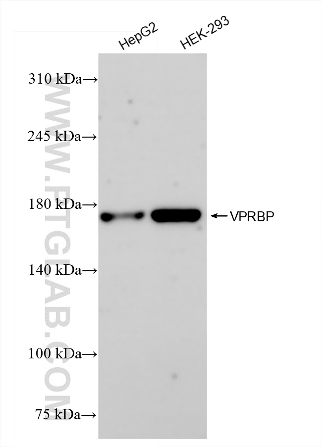 Western Blot (WB) analysis of various lysates using VPRBP Recombinant antibody (83901-3-RR)