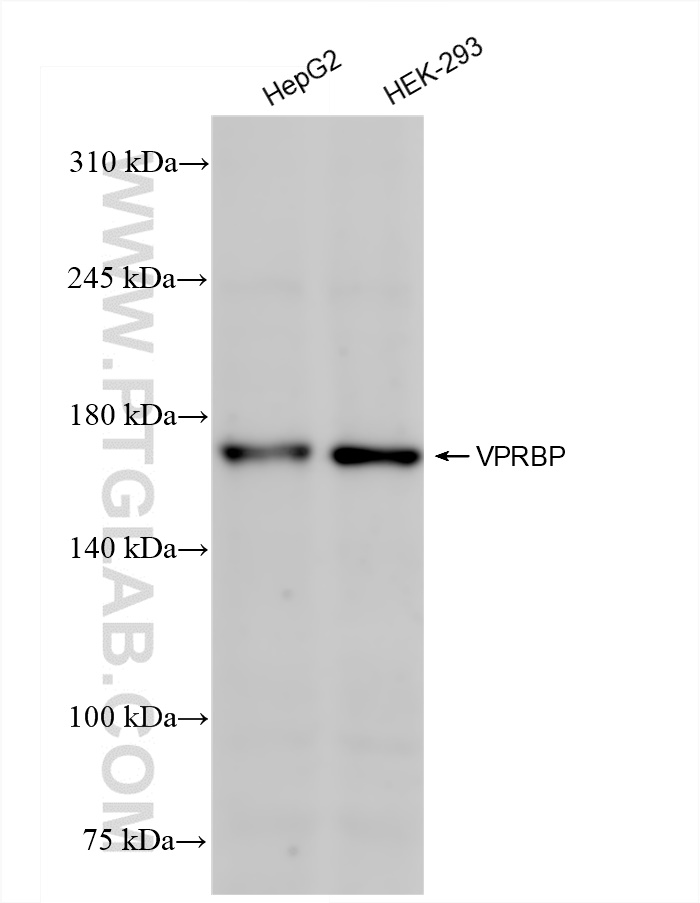 Western Blot (WB) analysis of various lysates using VPRBP Recombinant antibody (83901-5-RR)