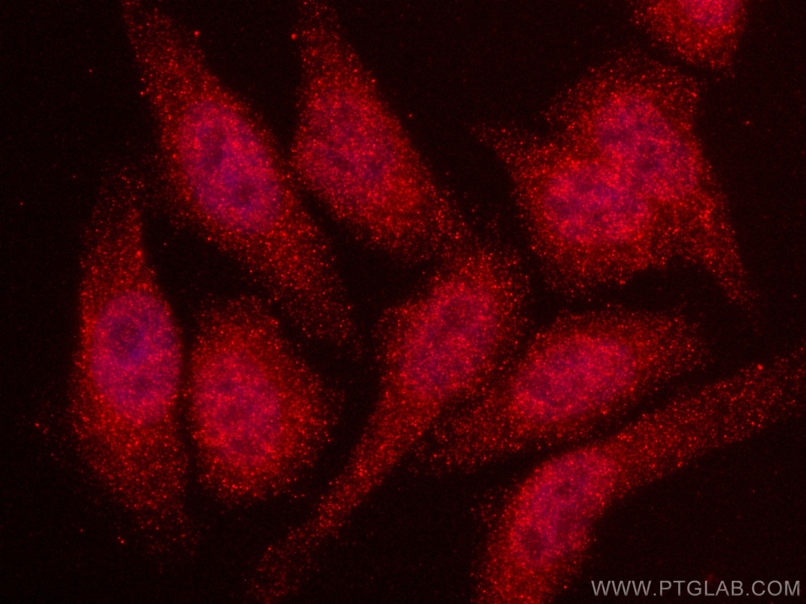 Immunofluorescence (IF) / fluorescent staining of HepG2 cells using CoraLite®594-conjugated VPRBP Monoclonal antibody (CL594-66392)