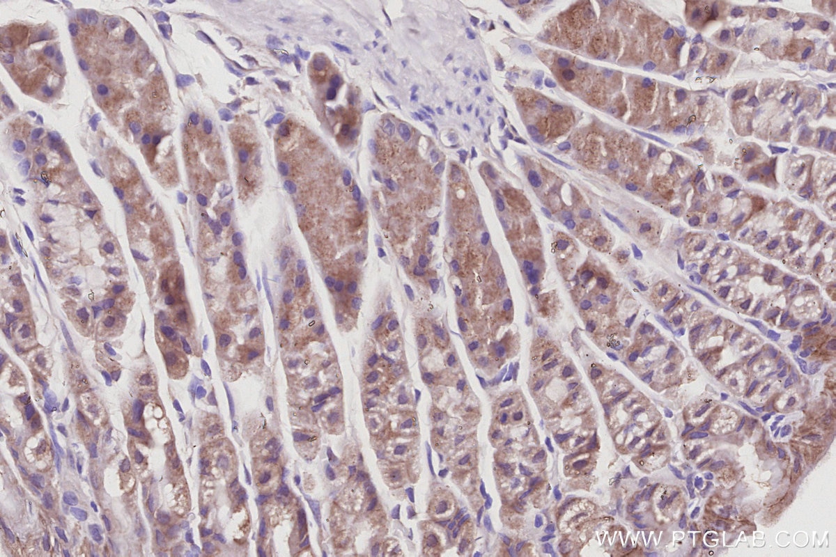 Immunohistochemistry (IHC) staining of mouse stomach tissue using VPS24 Polyclonal antibody (15472-1-AP)