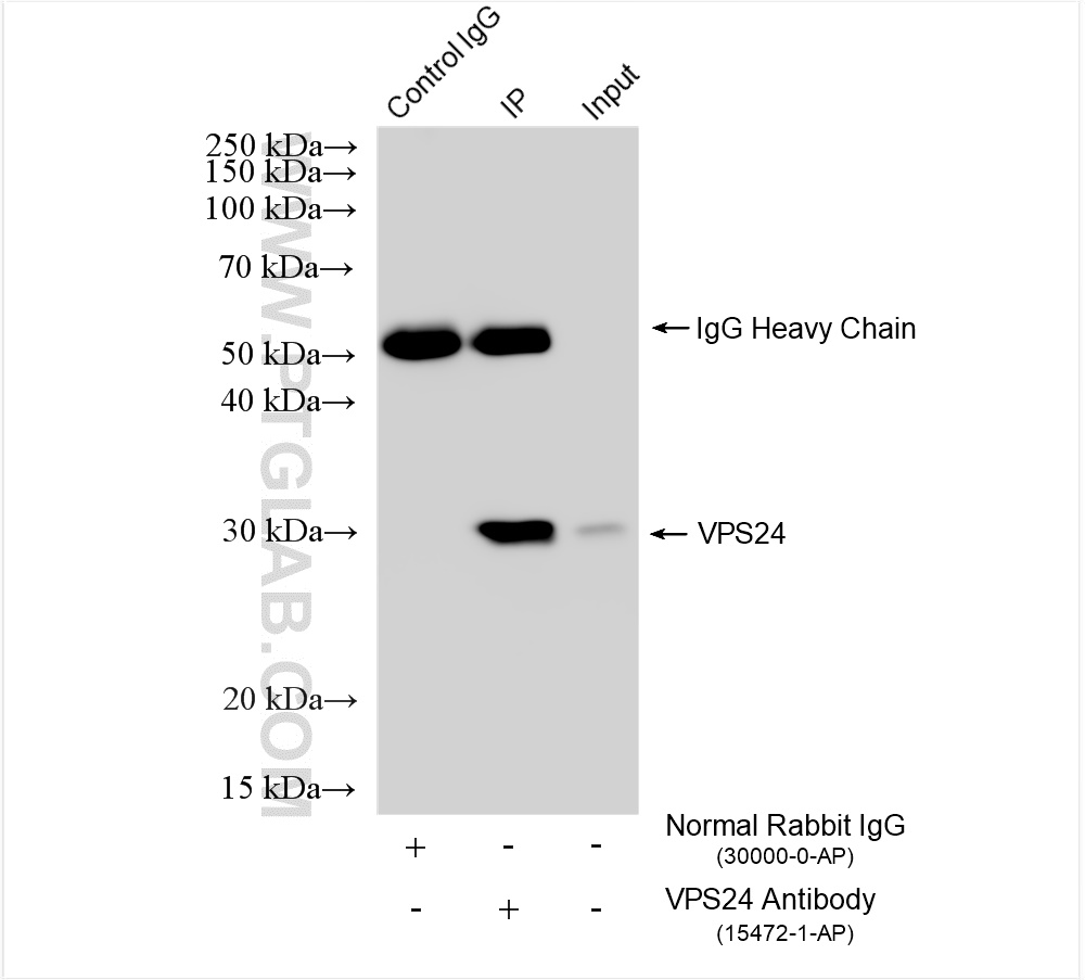 Immunoprecipitation (IP) experiment of HEK-293 cells using VPS24 Polyclonal antibody (15472-1-AP)