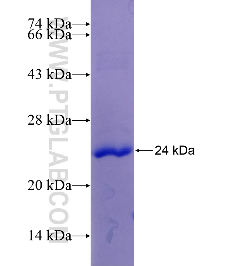 VPS25 fusion protein Ag8243 SDS-PAGE