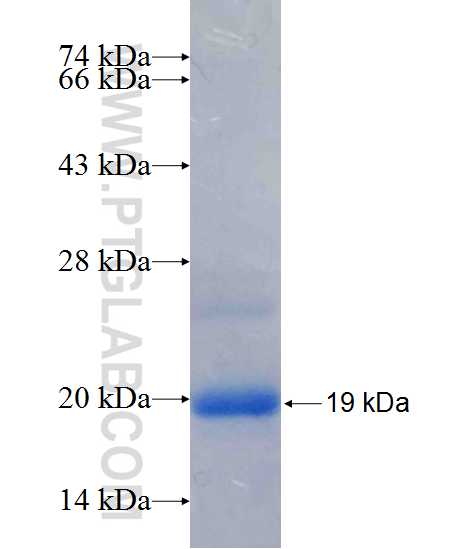 VPS37C fusion protein Ag26156 SDS-PAGE