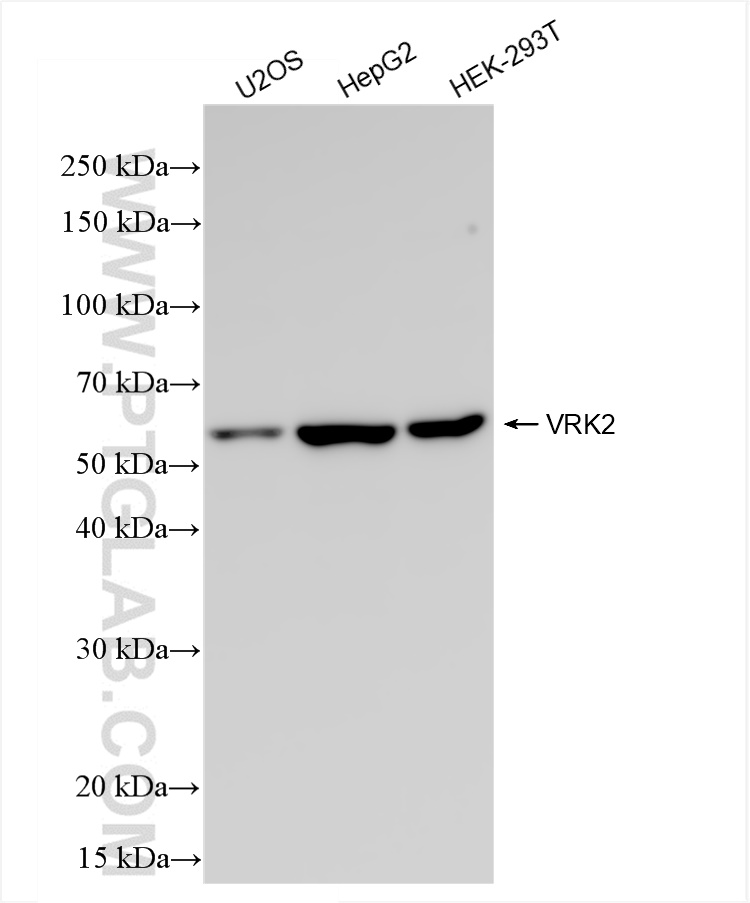 Western Blot (WB) analysis of various lysates using VRK2 Recombinant antibody (84663-1-RR)