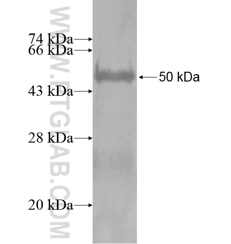 VSIG2 fusion protein Ag14342 SDS-PAGE