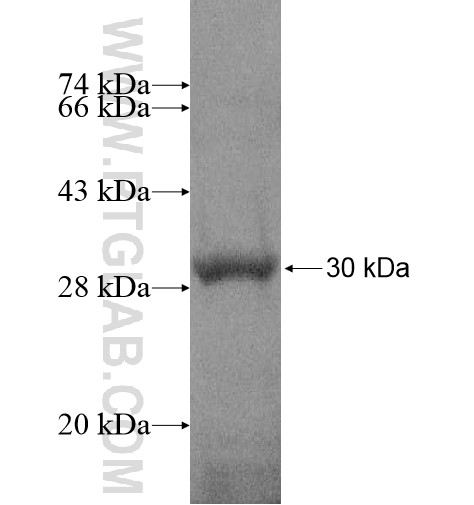 VSIG2 fusion protein Ag15221 SDS-PAGE