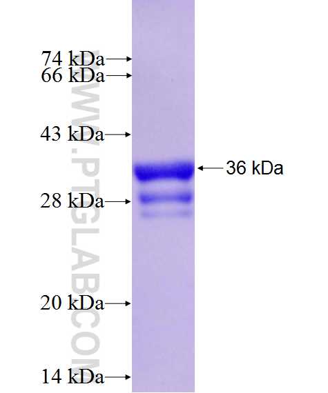 VSIG4 fusion protein Ag27214 SDS-PAGE