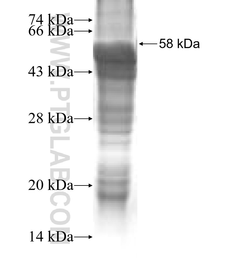 VSP15a fusion protein Ag0724 SDS-PAGE