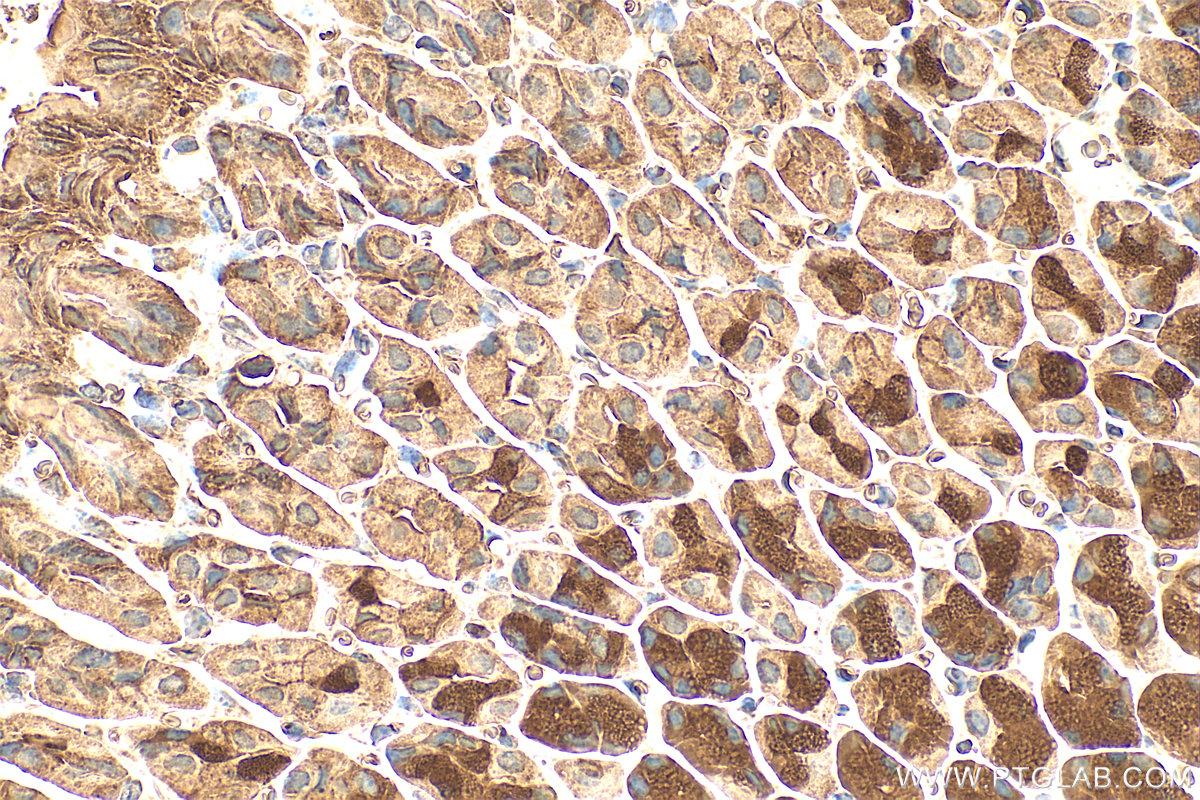 Immunohistochemistry (IHC) staining of mouse stomach tissue using VTA1 Polyclonal antibody (15786-1-AP)