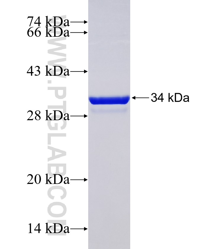 VWC2 fusion protein Ag24700 SDS-PAGE