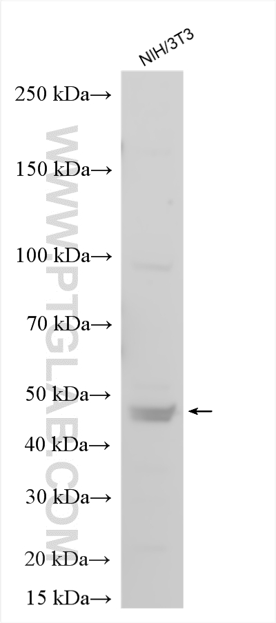 Western Blot (WB) analysis of various lysates using VEGFA Polyclonal antibody (26157-1-AP)