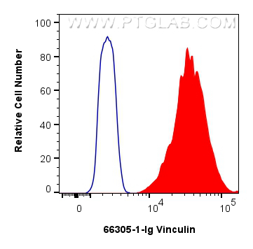 Flow cytometry (FC) experiment of HeLa cells using Vinculin Monoclonal antibody (66305-1-Ig)