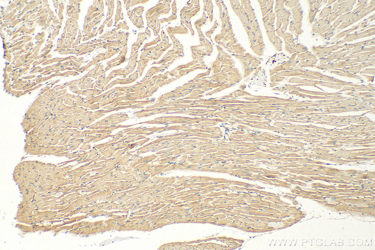 Immunohistochemistry (IHC) staining of mouse heart tissue using Vinculin Monoclonal antibody (66305-1-Ig)