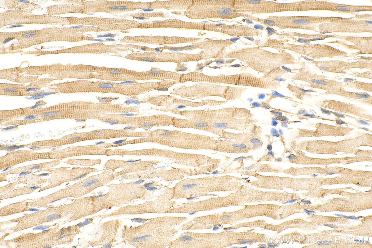 Immunohistochemistry (IHC) staining of mouse heart tissue using Vinculin Monoclonal antibody (66305-1-Ig)