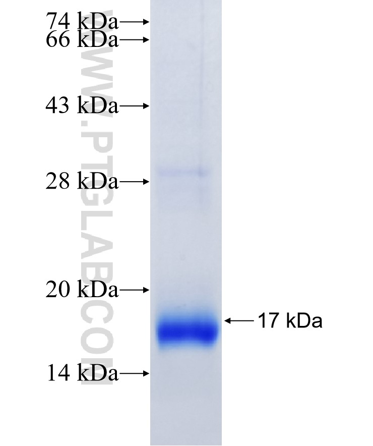 Vpr fusion protein Ag29497 SDS-PAGE