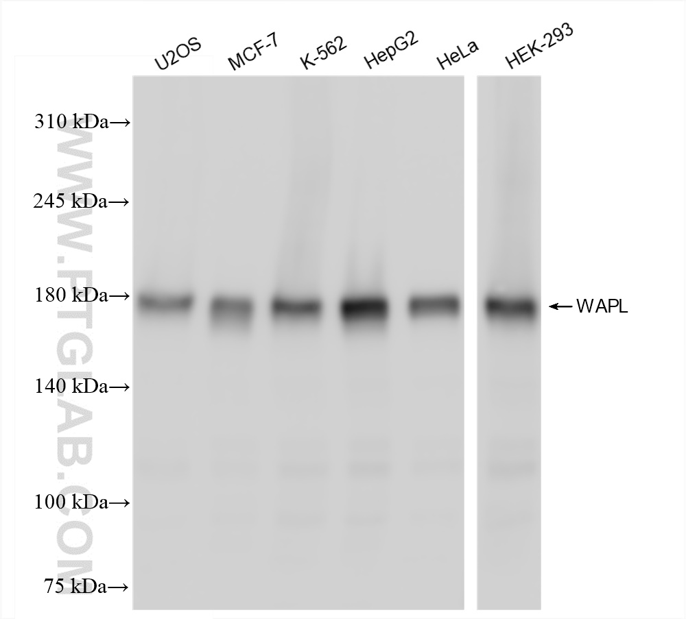 Western Blot (WB) analysis of various lysates using WAPL Recombinant antibody (84877-5-RR)