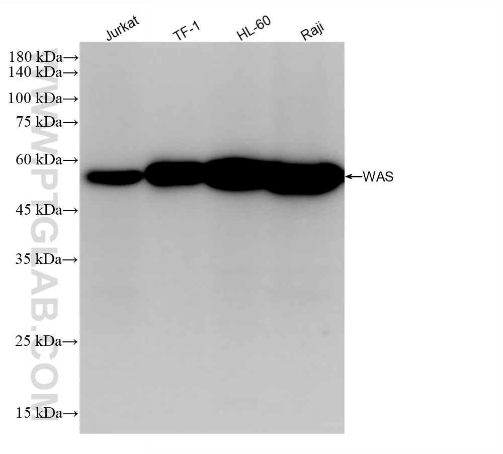 Western Blot (WB) analysis of various lysates using WASP Recombinant antibody (84714-2-RR)