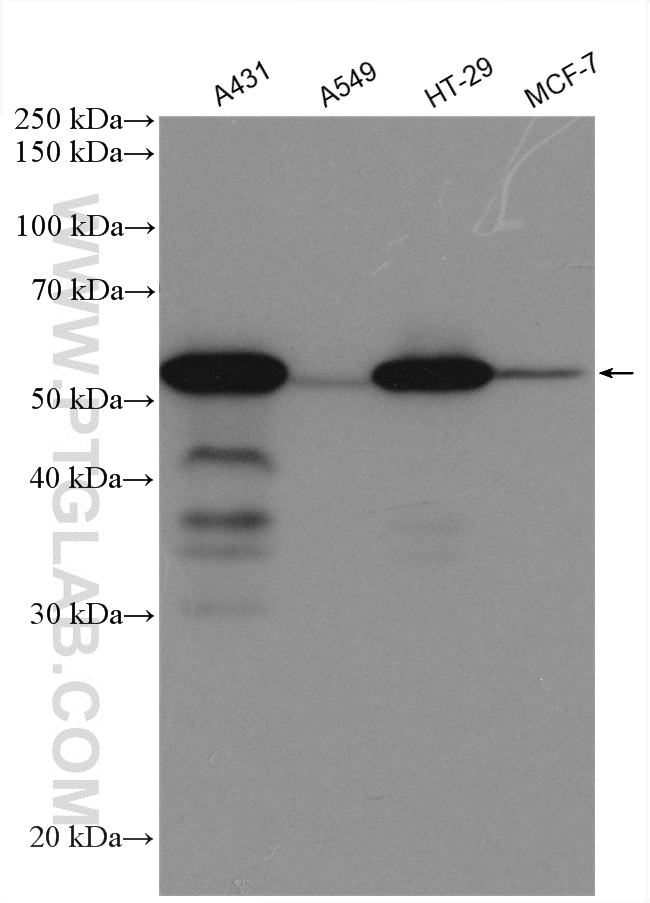  Various cell lysates were subjected to SDS PAGE followed by western blot with anti-P53 antibody (10442-1-AP)  labeled with FlexAble HRP Antibody Labeling Kit for Rabbit IgG (KFA005).
