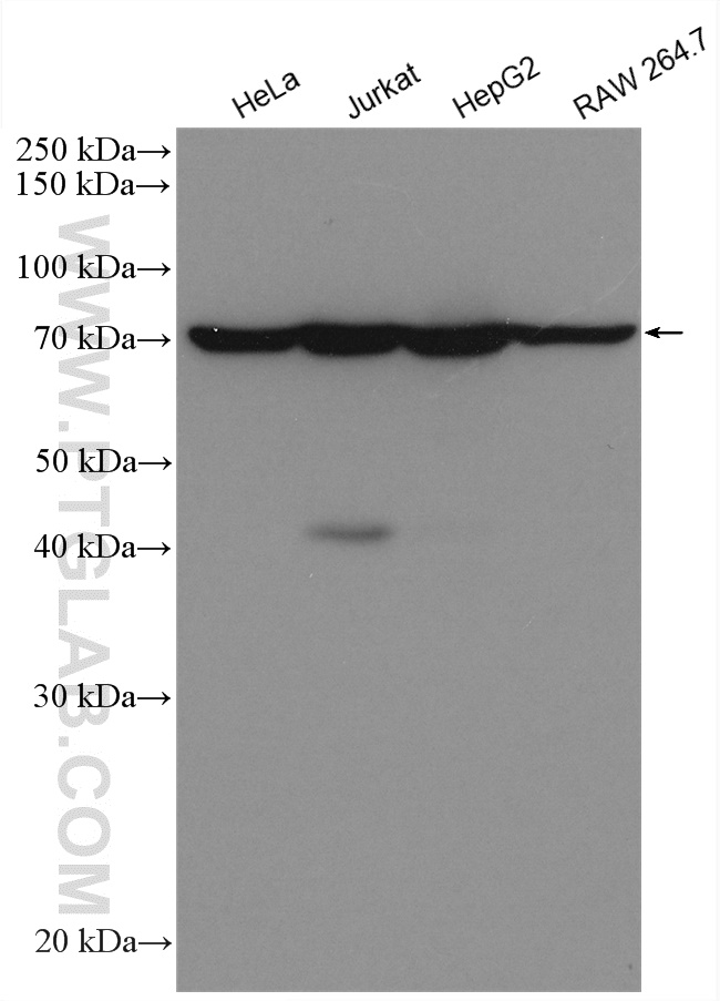 Various cell lysates were subjected to SDS PAGE followed by western blot with anti-Lamin B1 antibody (12987-1-AP)  labeled with FlexAble HRP Antibody Labeling Kit for Rabbit IgG (KFA005).