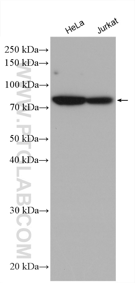 Various cell lysates were subject to SDS PAGE followed by western blot with anti-HSPA5 antibody (66574-1-Ig) labeled with FlexAble HRP Antibody Labeling Kit for Mouse IgG1 (KFA025).
