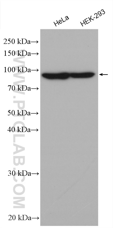Various cell lysates were subjected to SDS PAGE followed by western blot with anti-Beta Catenin antibody (66379-1-Ig) labeled with FlexAble HRP Antibody Labeling Kit for Mouse IgG1 (KFA025).