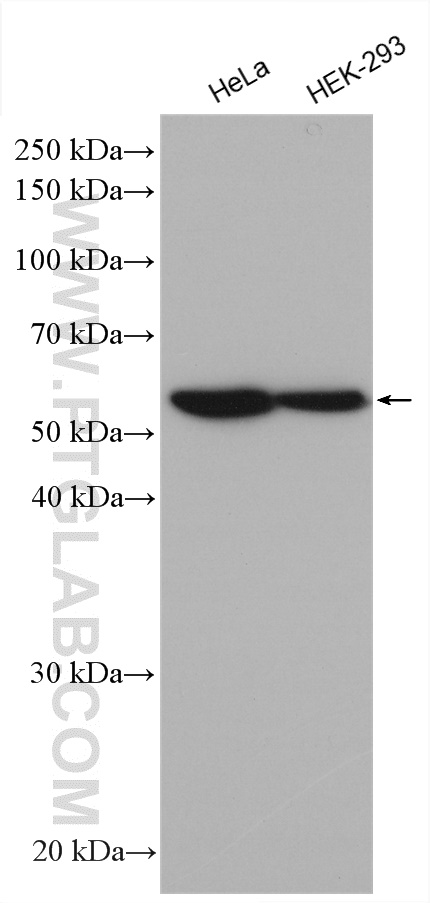Various cell lysates were subjected to SDS PAGE followed by western blot with anti-GORASP2 antibody (66627-1-Ig) labeled with FlexAble HRP Antibody Labeling Kit for Mouse IgG1 (KFA025).