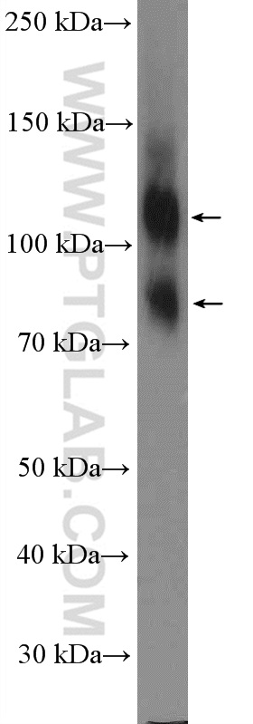 HeLa cells were subjected to SDS PAGE followed by western blot with 15193-1-AP (CD98 antibody at dilution of 1:20000  incubated at room temperature for 1.5 hours.