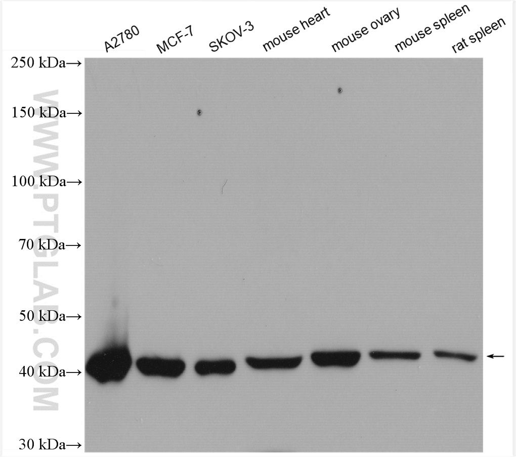 Various lysates were subjected to SDS PAGE followed by western blot with 14877-1-AP (DHODH antibody) at dilution of 1:8000 incubated at room temperature for 1.5 hours.