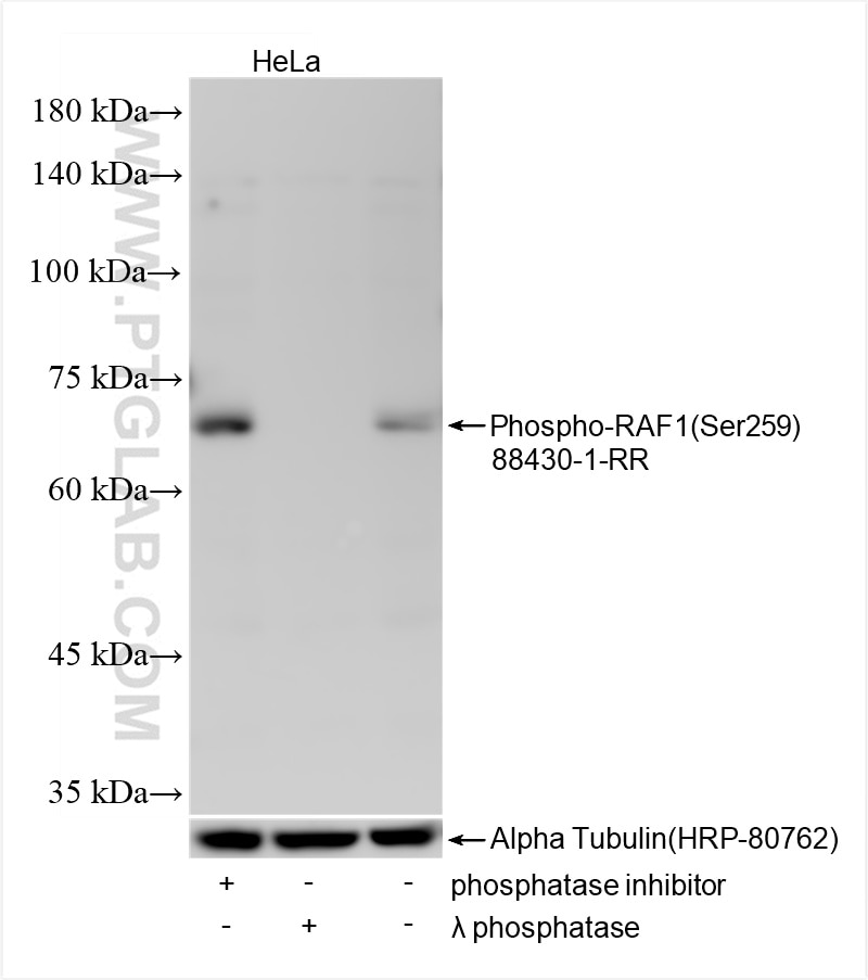 Non-treated HeLa cells, phosphatase inhibitor treated HeLa cells and λ phosphatase treated HeLa cells were subjected to SDS PAGE followed by western blot with 88430-1-RR (Phospho-RAF1 (Ser259) antibody) at dilution of 1:1000 incubated at room temperature for 1.5 hours. The membrane was stripped and re-blotted with Alpha Tubulin (HRP-80762) antibody as a loading control. Non-treated HeLa cells, phosphatase inhibitor treated HeLa cells and λ phosphatase treated HeLa cells were subjected to SDS PAGE followed by western blot with 88430-1-RR (Phospho-RAF1 (Ser259) antibody) at dilution of 1:1000 incubated at room temperature for 1.5 hours. The membrane was stripped and re-blotted with Alpha Tubulin (HRP-80762) antibody as a loading control.
