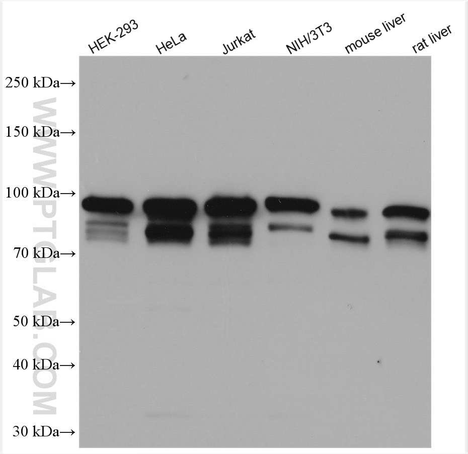 Various lysates were subjected to SDS PAGE followed by western blot with 12422-1-AP (Alix antibody) at dilution of 1:15000 incubated at room temperature for 1.5 hours.