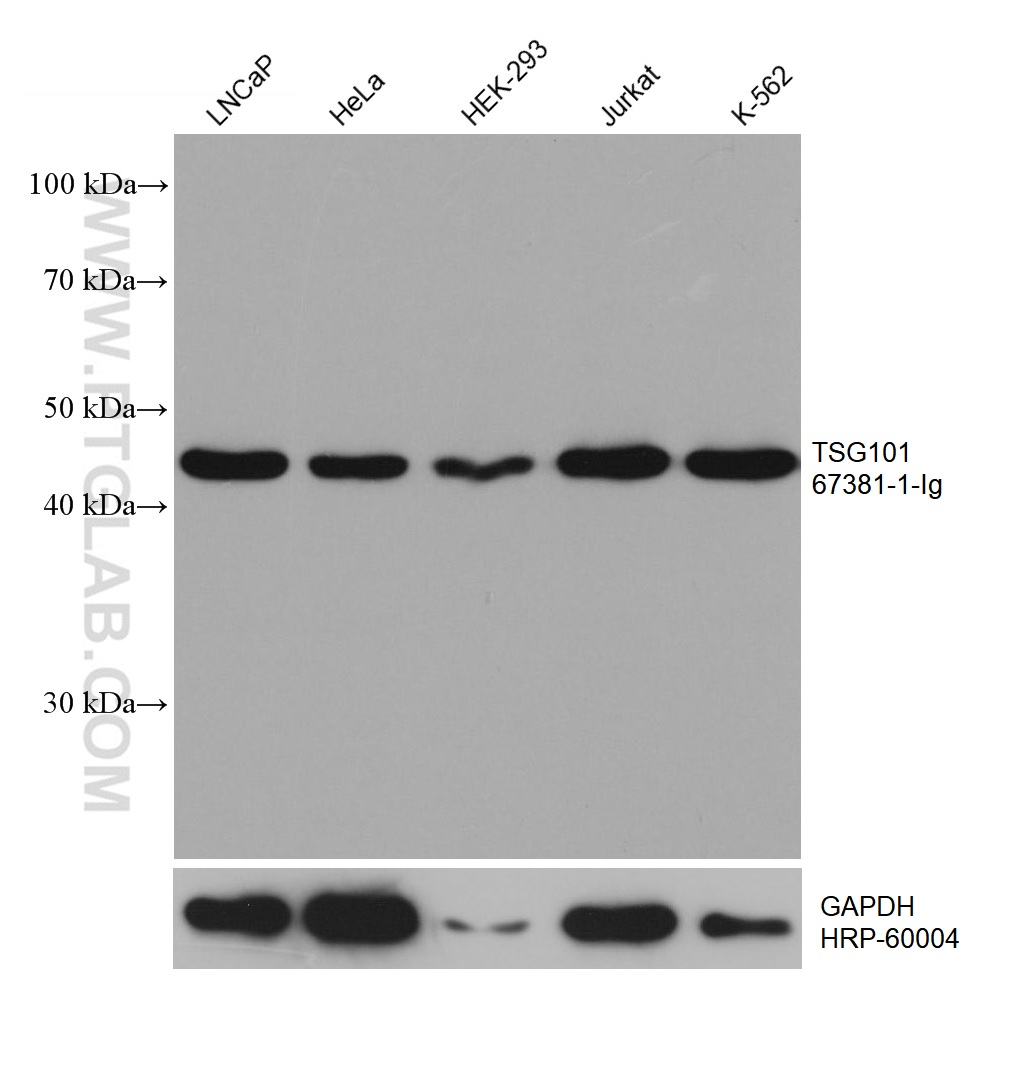 Various lysates were subjected to SDS PAGE followed by western blot with 67381-1-Ig (TSG101 antibody) at dilution of 1:20000 incubated at room temperature for 1.5 hours. The membrane was stripped and reblotted with HRP-conjugated GAPDH Monoclonal antibody (HRP-60004) as loading control.