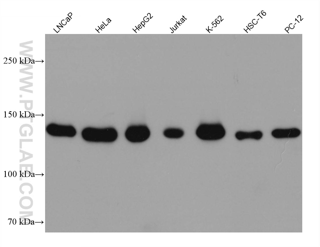 Various lysates were subjected to SDS PAGE followed by western blot with 66662-1-Ig (GOLGA2/GM130 antibody) at dilution of 1:10000 incubated at room temperature for 1.5 hours.