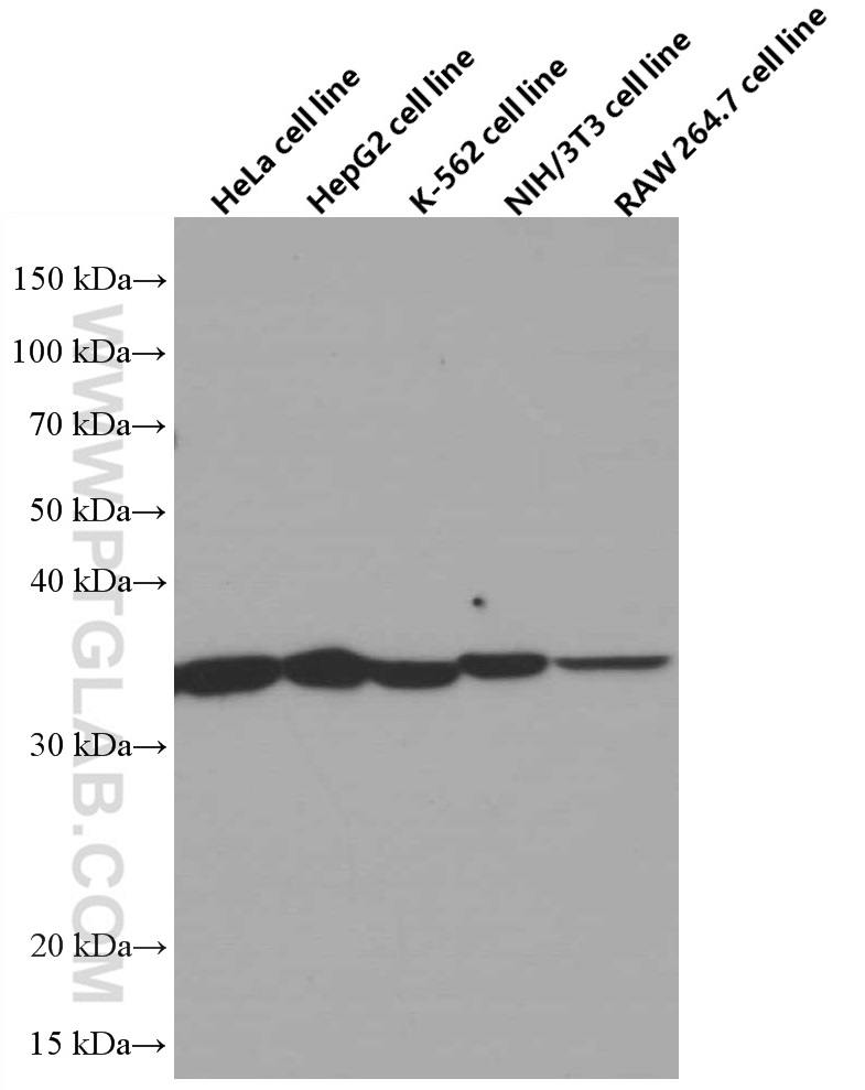Various cells were subjected to SDS PAGE followed by western blot with 66245-1-Ig (Annexin V antibody) at dilution of 1:13000 incubated at room temperature for 1.5 hours.