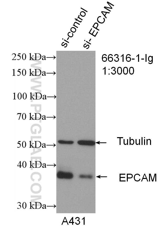 WB result of EPCAM antibody (66316-1-Ig; 1:3000; incubated at room temperature for 1.5 hours) with sh-Control and sh-EPCAM transfected A431 cells.